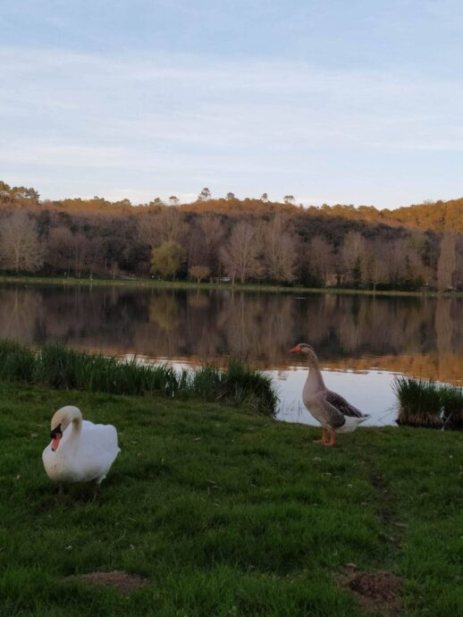 Animaux autour du camping du lac en Dordogne
