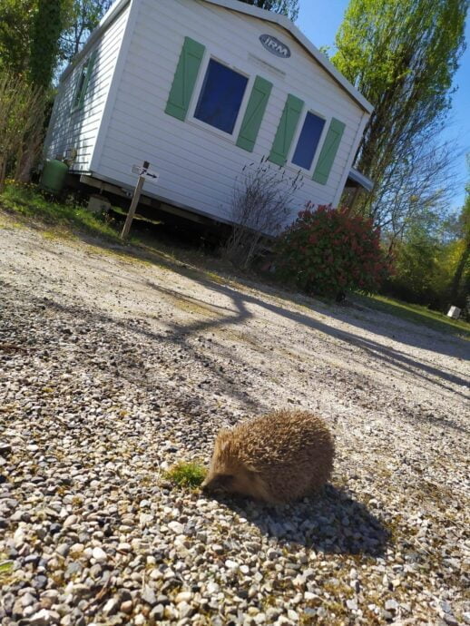 Hérisson se promenant dans le camping vers les mobil-homes