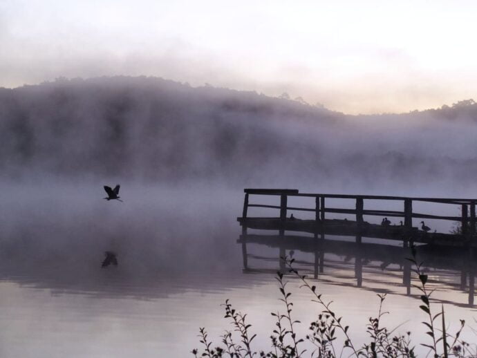 Oiseau s'envolant du ponton du lac de grolejac