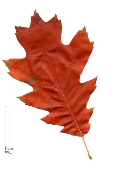 Feuille de chêne au camping du lac de grolejac en Dordogne